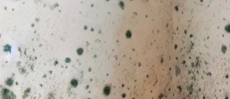 Skimmel symptomer Skimmel symptomer