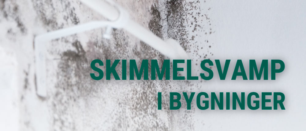 Skimmelsvamp i bygninger