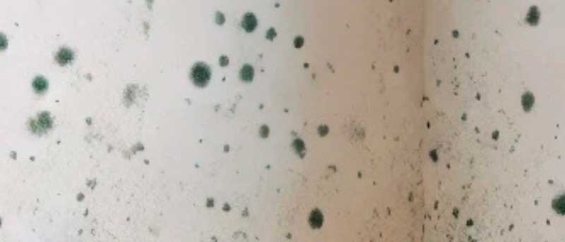 Test for skimmelsvamp